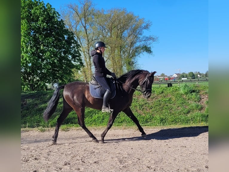 PRE Croisé Hongre 4 Ans 157 cm Noir in Karlshuld