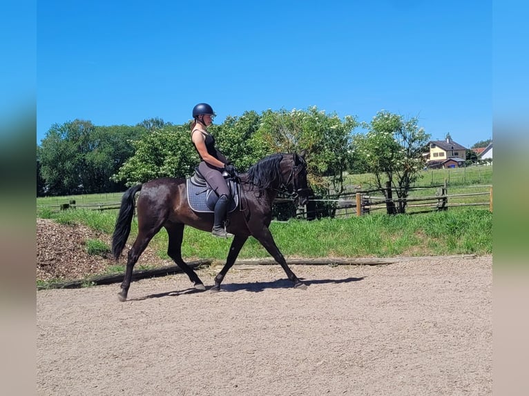 PRE Croisé Hongre 4 Ans 157 cm Noir in Karlshuld