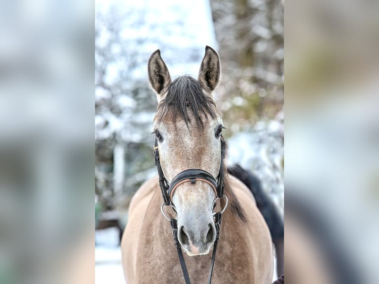 PRE Croisé Hongre 4 Ans 158 cm Aubère in Bötersen