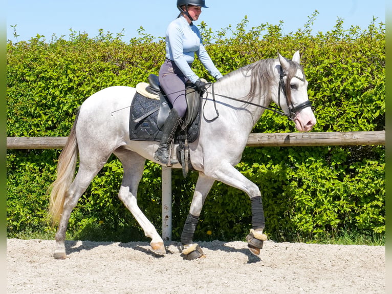 PRE Croisé Hongre 4 Ans 158 cm  in Neustadt (Wied)