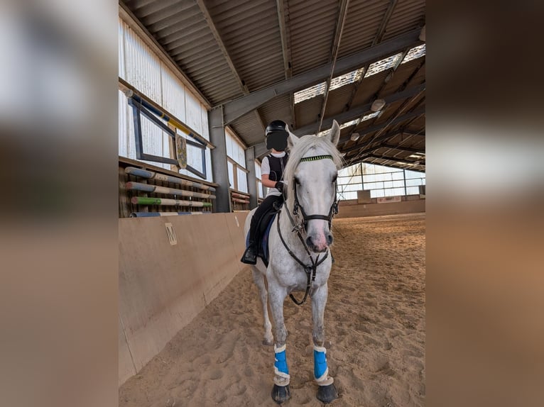 PRE Croisé Hongre 4 Ans 158 cm Gris in Rommerskirchen