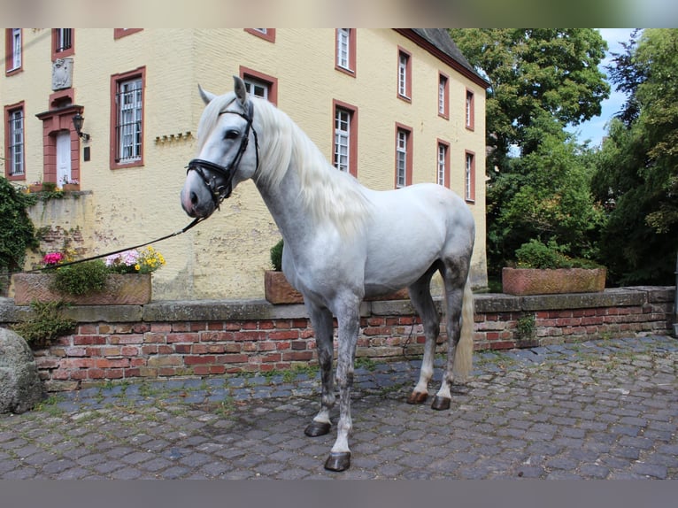 PRE Croisé Hongre 4 Ans 158 cm Gris in Rommerskirchen