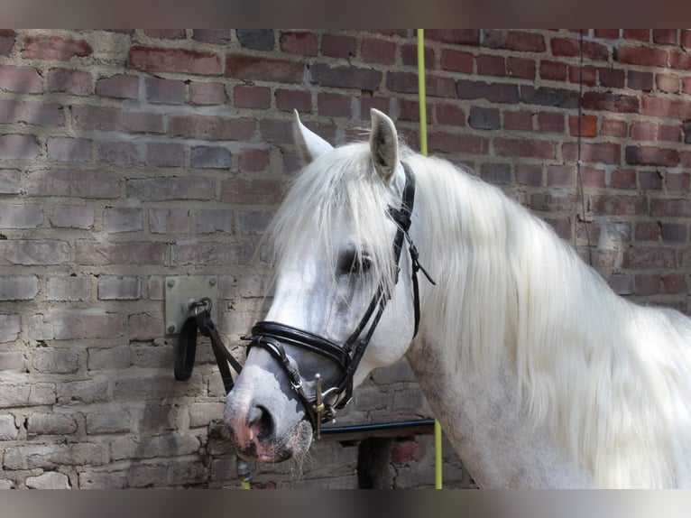 PRE Croisé Hongre 4 Ans 158 cm Gris in Rommerskirchen