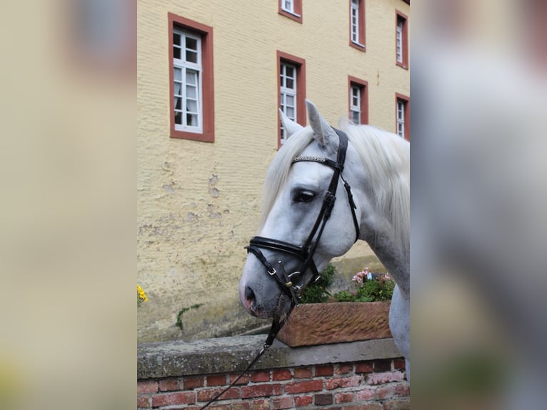 PRE Croisé Hongre 4 Ans 158 cm Gris in Rommerskirchen