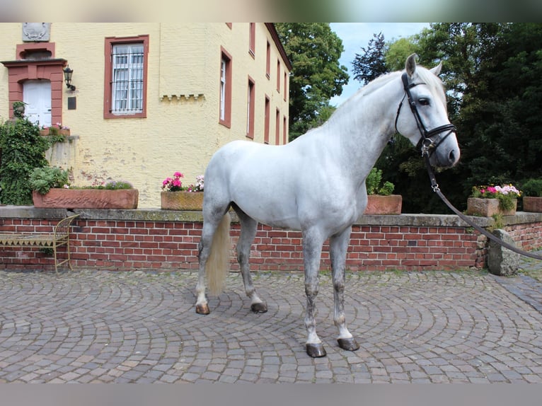 PRE Croisé Hongre 4 Ans 158 cm Gris in Rommerskirchen