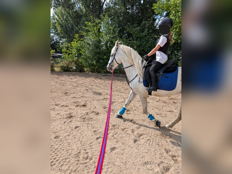 PRE Croisé Hongre 4 Ans 158 cm Gris in Rommerskirchen