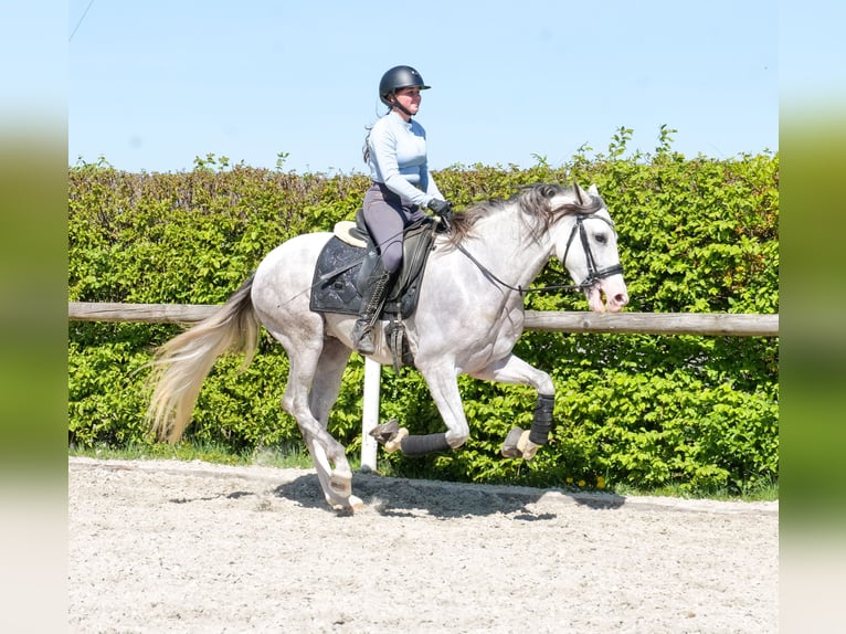 PRE Croisé Hongre 4 Ans 158 cm Gris in Neustadt (Wied)