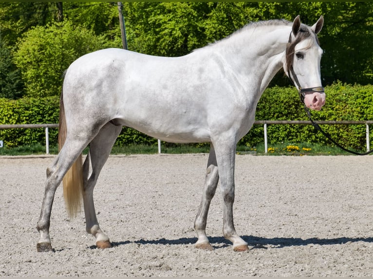 PRE Croisé Hongre 4 Ans 158 cm Gris in Neustadt (Wied)