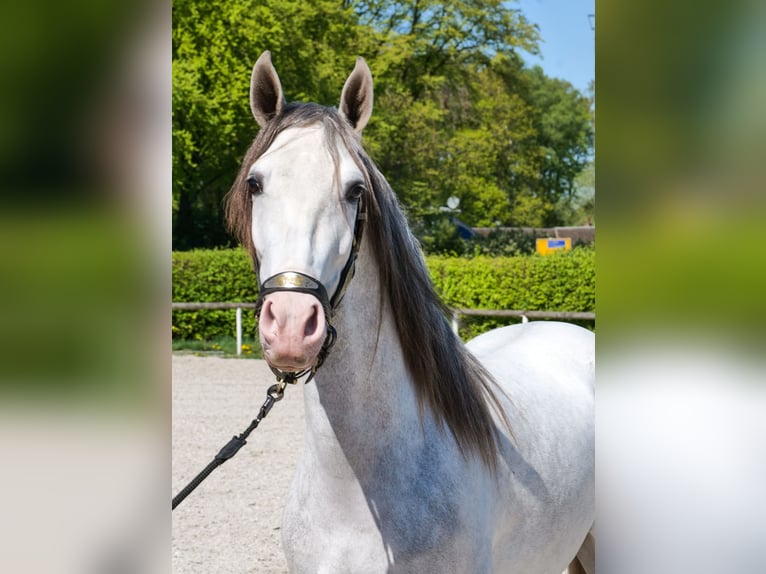 PRE Croisé Hongre 4 Ans 158 cm Gris in Neustadt (Wied)
