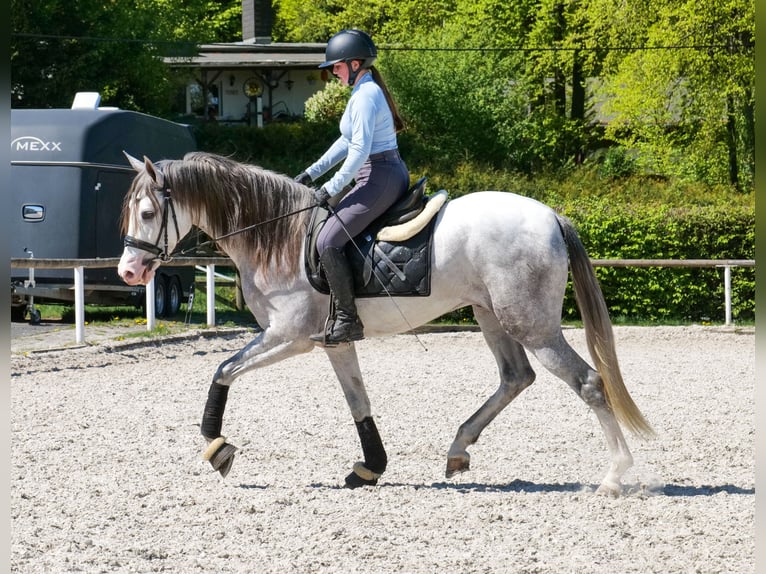 PRE Croisé Hongre 4 Ans 158 cm Gris in Neustadt (Wied)