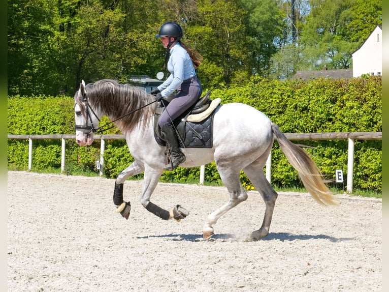 PRE Croisé Hongre 4 Ans 158 cm Gris in Neustadt (Wied)