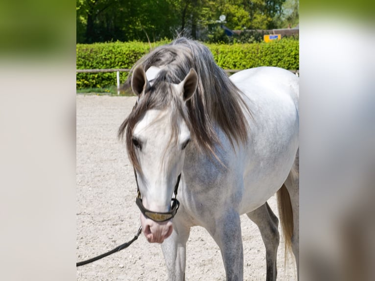PRE Croisé Hongre 4 Ans 158 cm Gris in Neustadt (Wied)