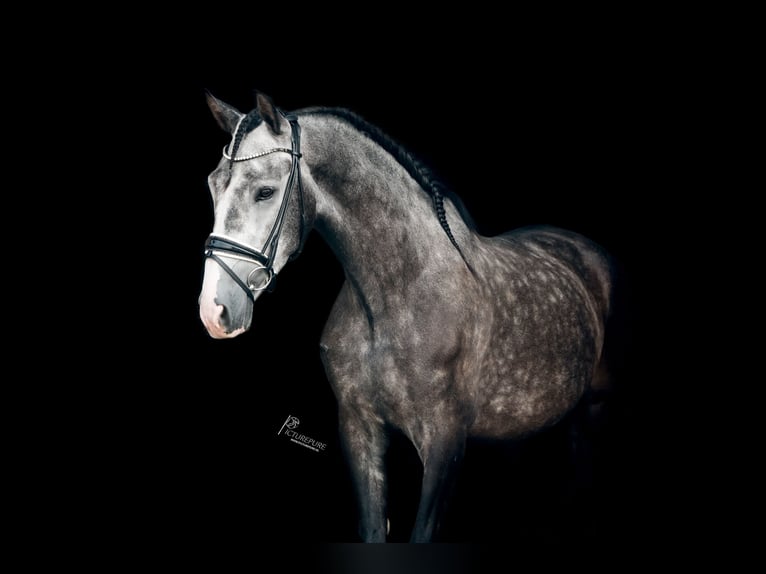 PRE Hongre 4 Ans 158 cm Gris noir in Goch