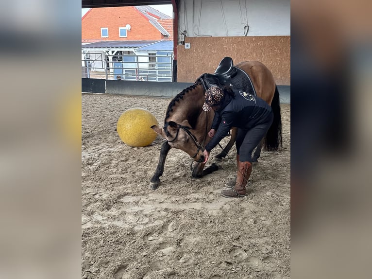 PRE Croisé Hongre 4 Ans 158 cm Isabelle in Stadthagen