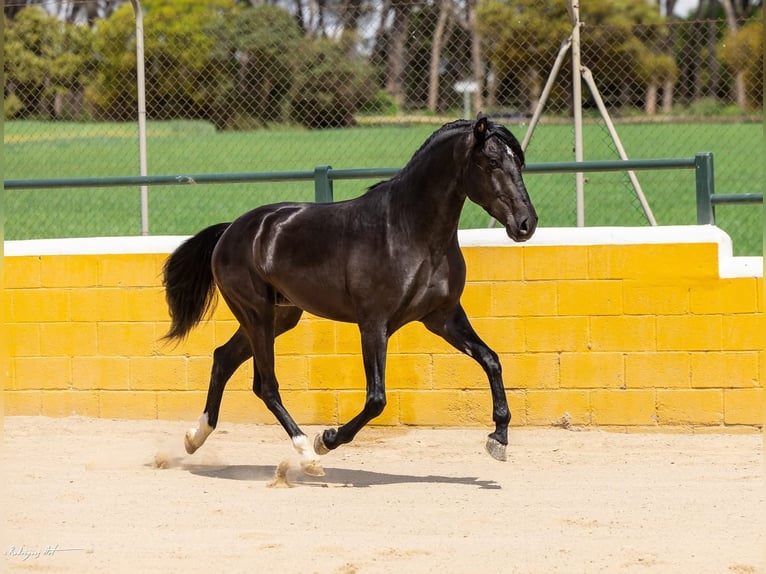 PRE Croisé Hongre 4 Ans 158 cm Noir in Hamburg