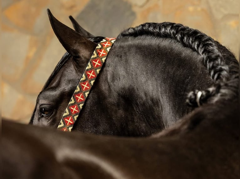 PRE Croisé Hongre 4 Ans 158 cm Noir in Hamburg