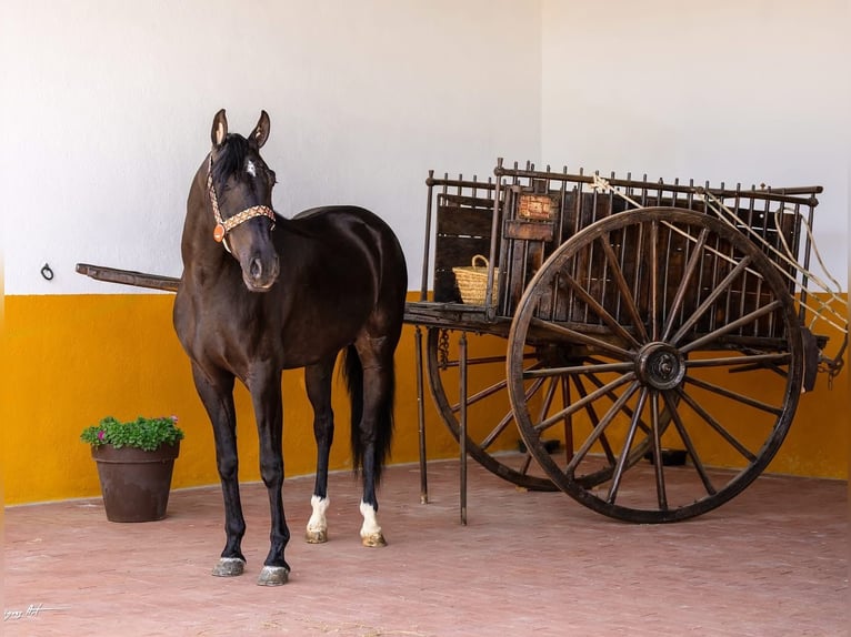 PRE Croisé Hongre 4 Ans 158 cm Noir in Hamburg