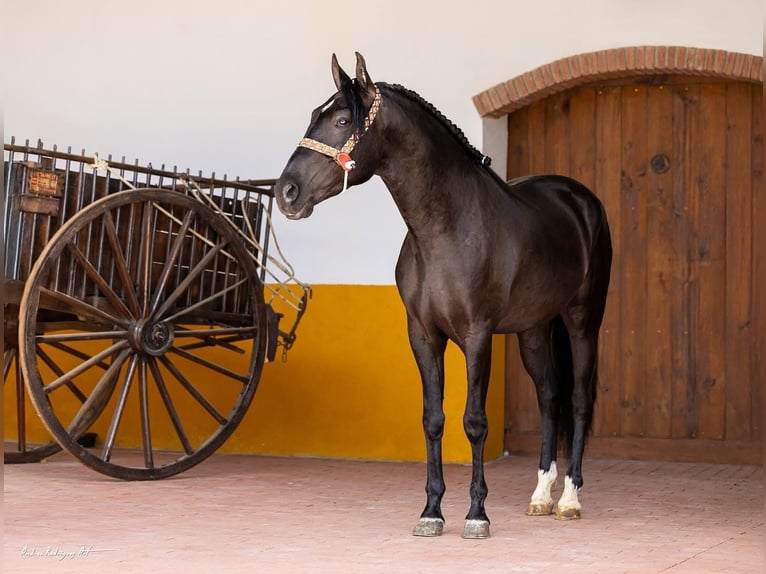 PRE Croisé Hongre 4 Ans 158 cm Noir in Hamburg