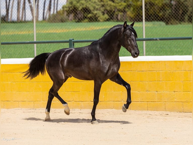 PRE Croisé Hongre 4 Ans 158 cm Noir in Hamburg