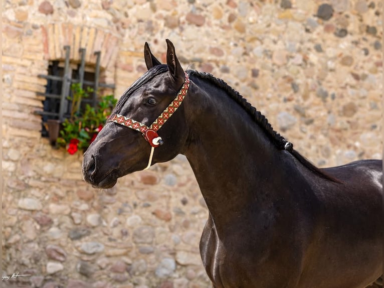 PRE Croisé Hongre 4 Ans 158 cm Noir in Hamburg