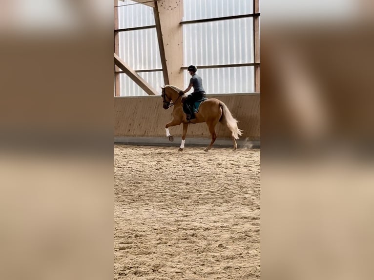 PRE Croisé Hongre 4 Ans 158 cm Palomino in Warendorf