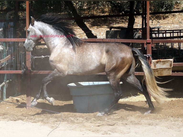 PRE Hongre 4 Ans 159 cm Gris in Pruna