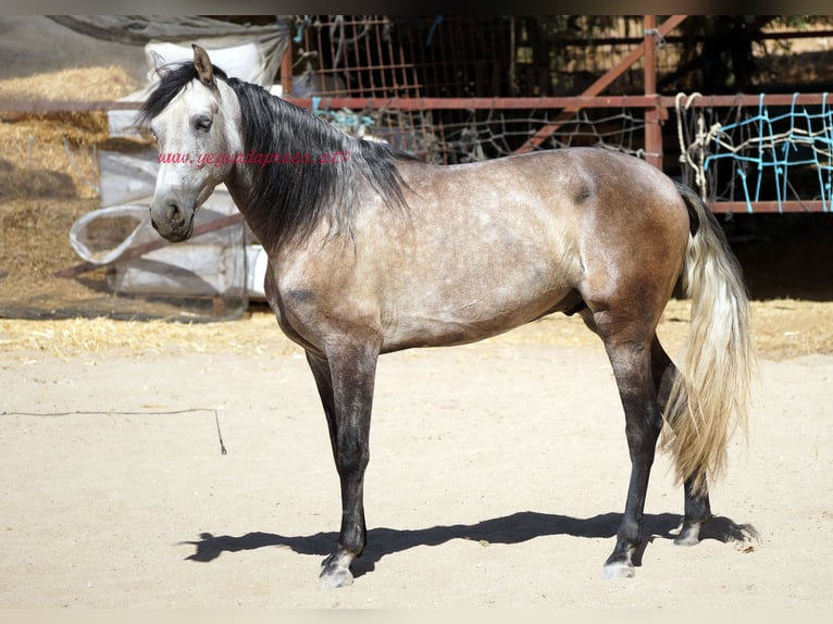 PRE Hongre 4 Ans 159 cm Gris in Pruna