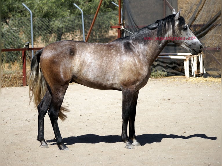 PRE Hongre 4 Ans 159 cm Gris in Pruna