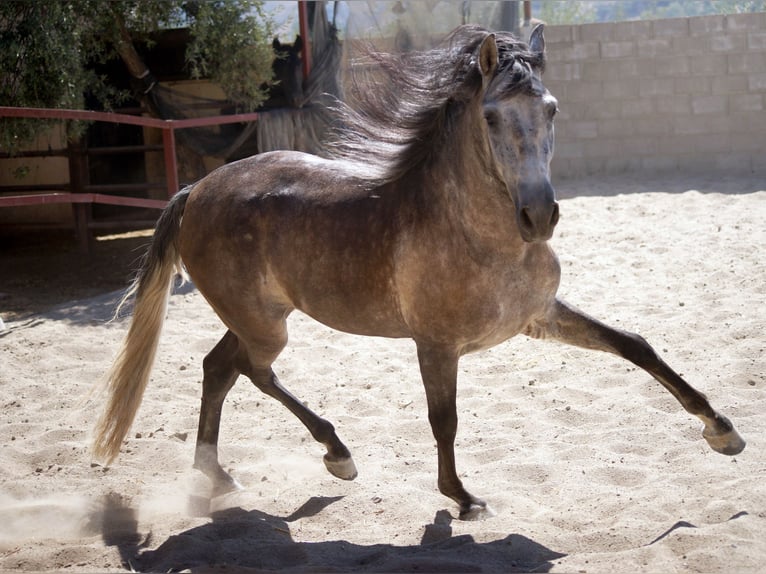 PRE Hongre 4 Ans 159 cm Gris in Pruna