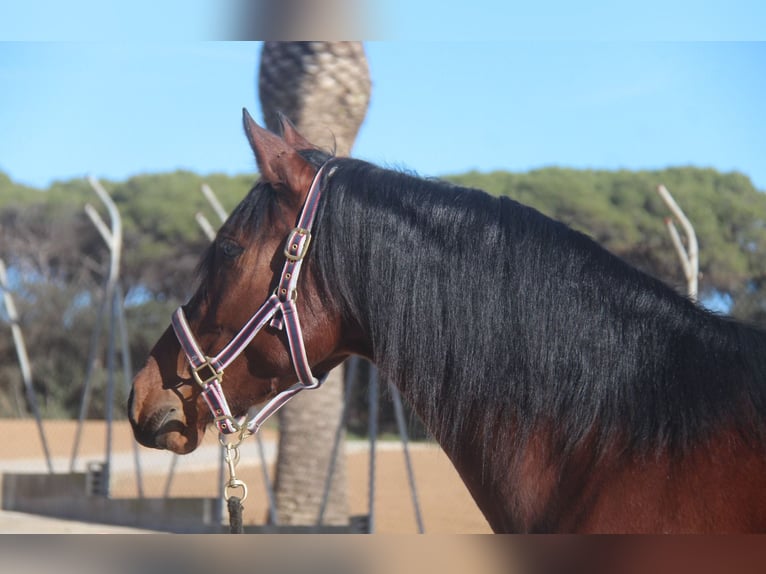 PRE Croisé Hongre 4 Ans 160 cm Bai cerise in Hamburg