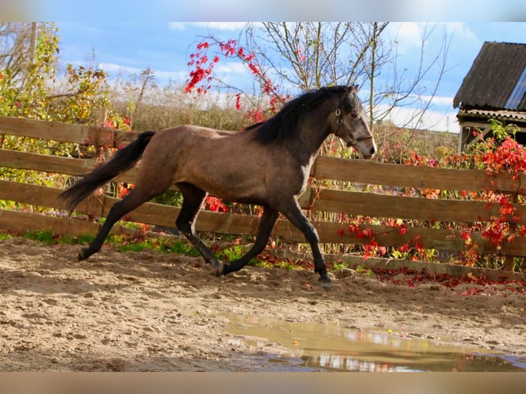 PRE Hongre 4 Ans 160 cm Gris in Brandis