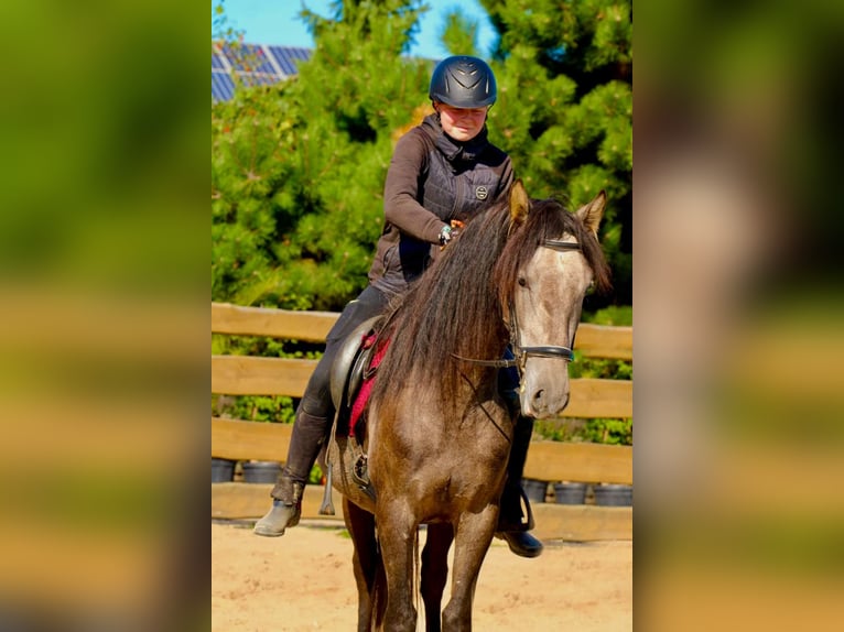 PRE Hongre 4 Ans 160 cm Gris in /Polenz