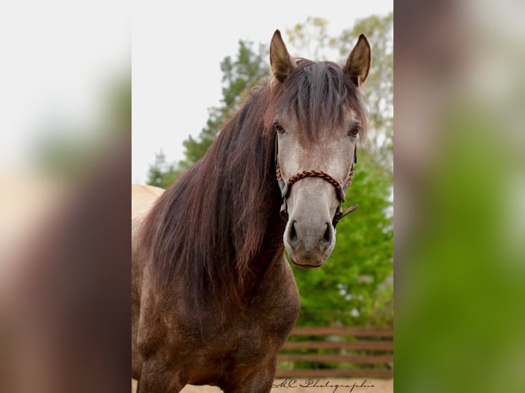 PRE Hongre 4 Ans 160 cm Gris in /Polenz