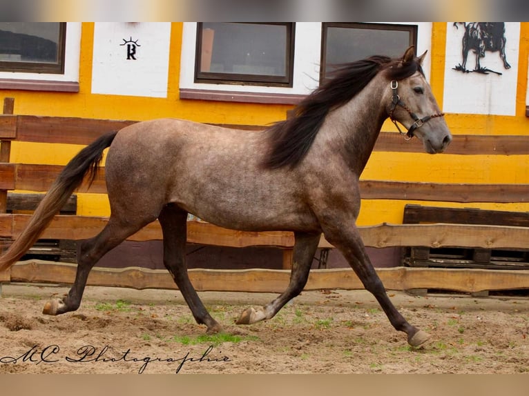 PRE Hongre 4 Ans 160 cm Gris in /Polenz