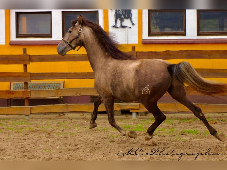 PRE Hongre 4 Ans 160 cm Gris in /Polenz