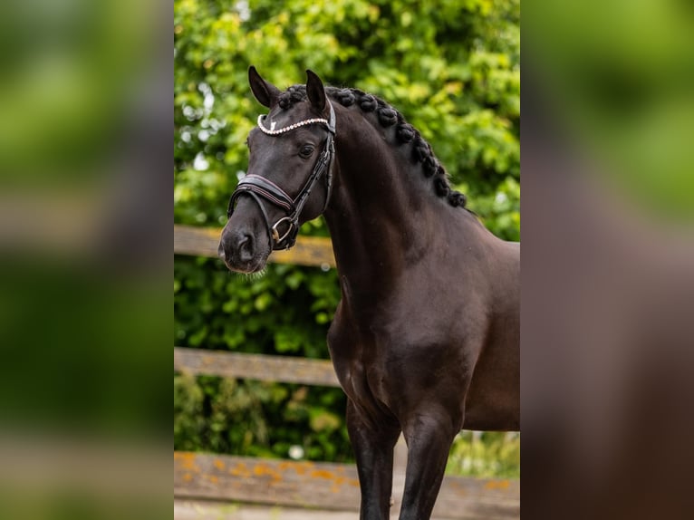 PRE Hongre 4 Ans 160 cm Noir in Grebenhain