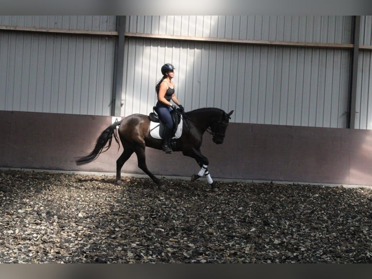PRE Croisé Hongre 4 Ans 160 cm Noir in Den Haag