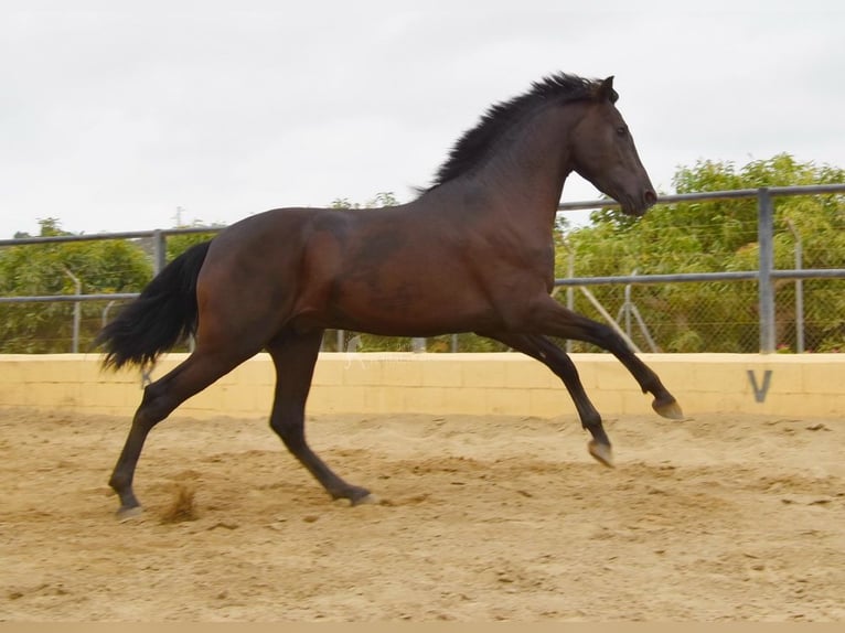 PRE Hongre 4 Ans 160 cm Noir in Provinz Malaga