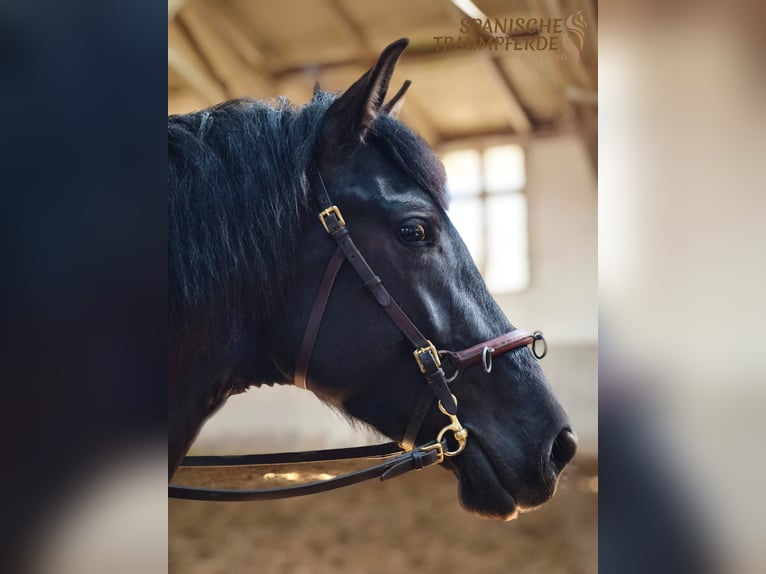 PRE Croisé Hongre 4 Ans 160 cm Noir in Traventhal