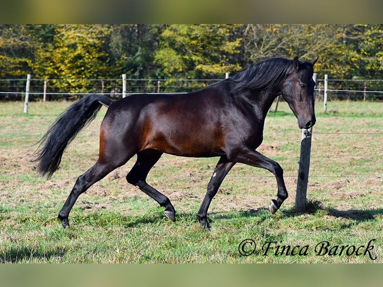 PRE Croisé Hongre 4 Ans 161 cm Bai brun foncé in Wiebelsheim