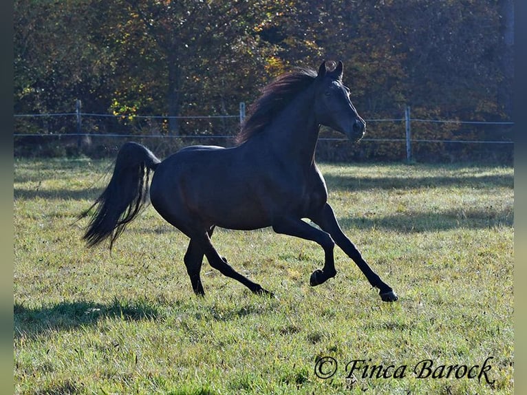 PRE Croisé Hongre 4 Ans 161 cm Bai brun foncé in Wiebelsheim