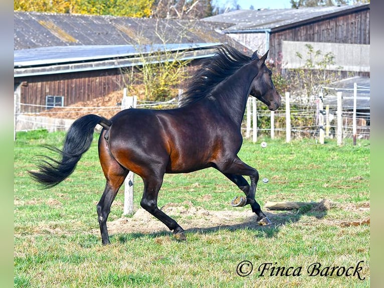 PRE Croisé Hongre 4 Ans 161 cm Bai brun foncé in Wiebelsheim