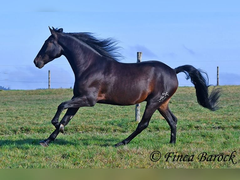 PRE Croisé Hongre 4 Ans 161 cm Bai brun foncé in Wiebelsheim