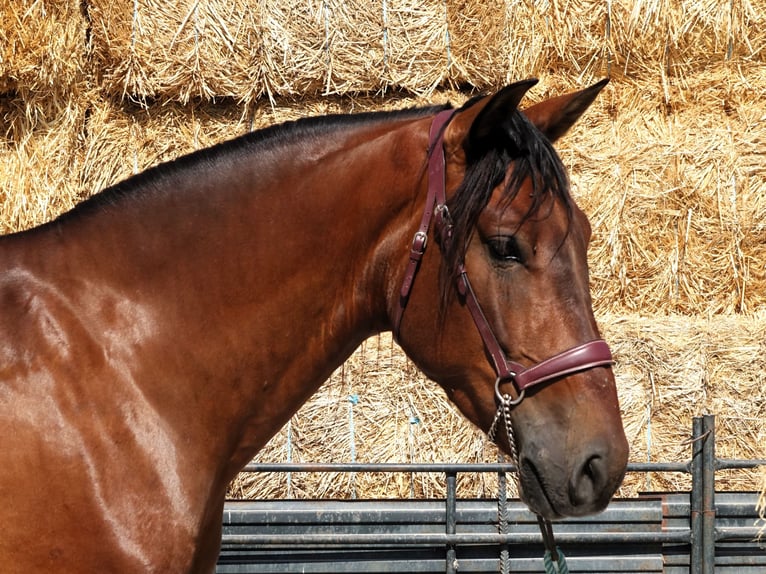 PRE Croisé Hongre 4 Ans 161 cm Bai cerise in Co&#xED;n, Malaga