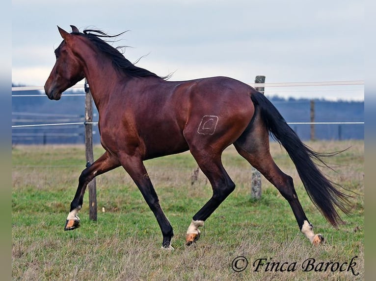 PRE Croisé Hongre 4 Ans 161 cm Bai in Wiebelsheim
