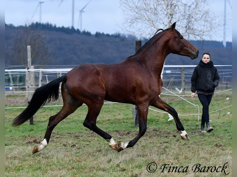 PRE Croisé Hongre 4 Ans 161 cm Bai in Wiebelsheim