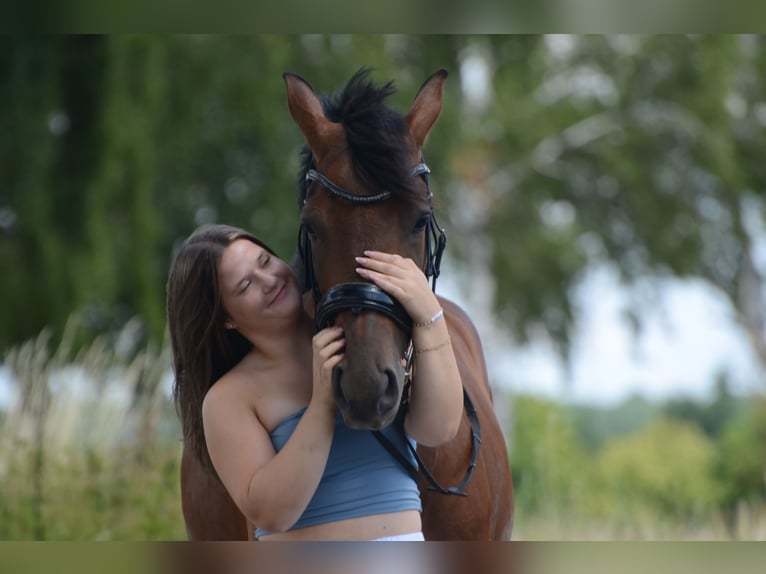 PRE Croisé Hongre 4 Ans 161 cm Bai in Grebenhain