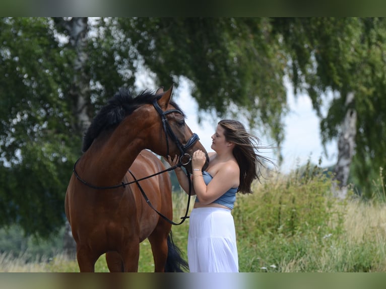 PRE Croisé Hongre 4 Ans 161 cm Bai in Grebenhain