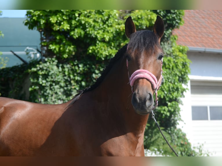 PRE Croisé Hongre 4 Ans 161 cm Bai in Frankfurt am Main