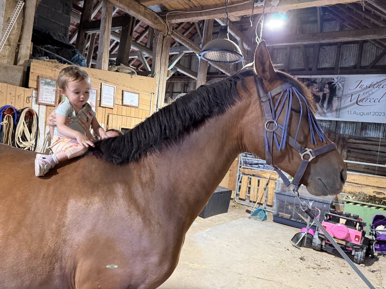 PRE Croisé Hongre 4 Ans 161 cm Bai in Grebenhain